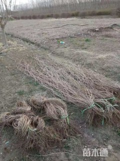 60厘米爬山虎