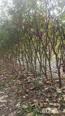 高度200厘米花椒