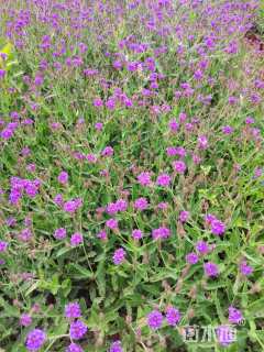 高度25厘米马鞭草