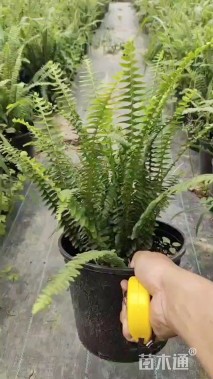 高度30厘米肾蕨