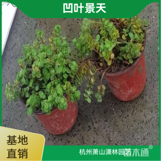 高度5厘米凹叶景天