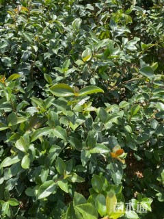 高度40厘米油茶