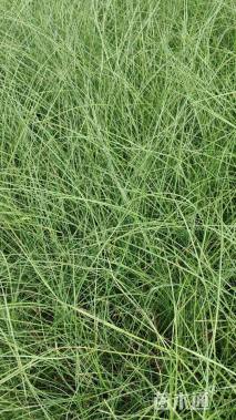 高度20厘米细叶芒