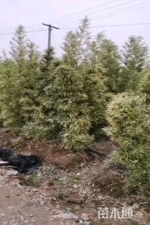 大杯苗唐竹