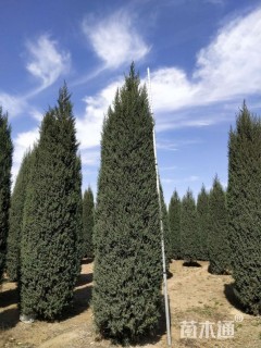 高度4000厘米桧柏