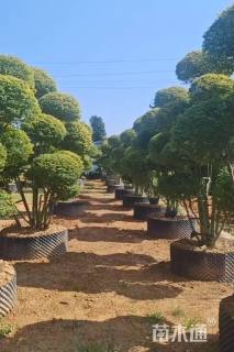 15公分造型亮晶女贞