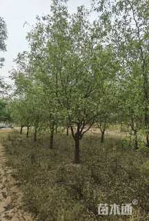 15公分枣树