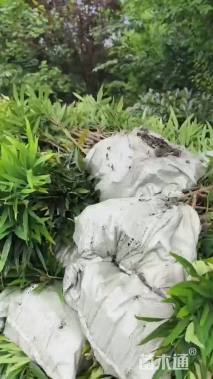 高度30厘米南天竹