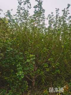 高度250厘米海滨木槿