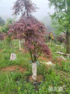 高度180厘米羽毛枫