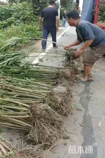 高度200厘米夹竹桃