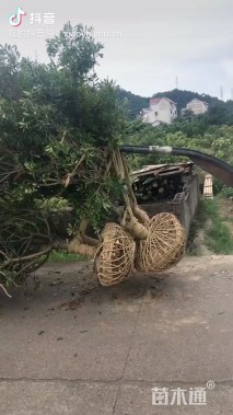 9公分杨梅