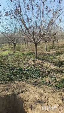 14公分染井吉野樱