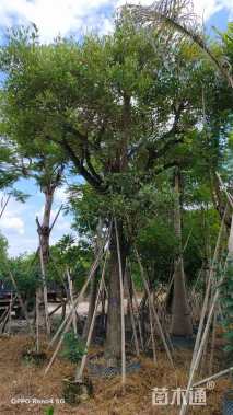 15公分鸡冠刺桐