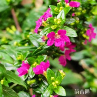 高度40厘米萼距花