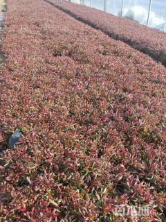 高度40厘米山桃草