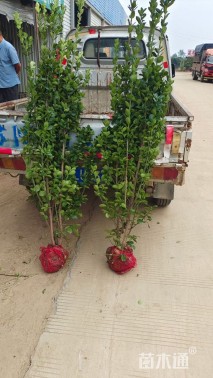 高度180厘米北海道黄杨