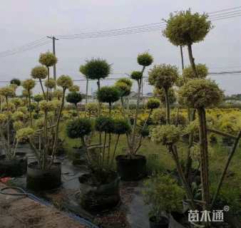 高度300厘米金姬小蜡