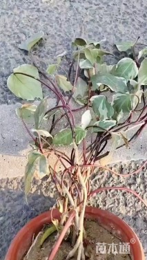 35厘米常青藤