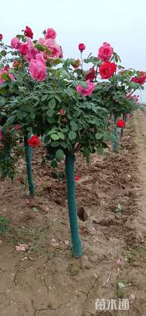 高度180厘米高杆月季