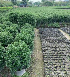 高度30厘米福建茶