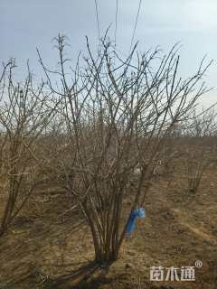 高度200厘米木绣球