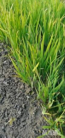 高度20厘米黄菖蒲