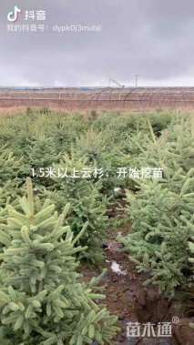 高度200厘米云杉