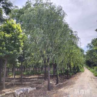 12公分垂柳