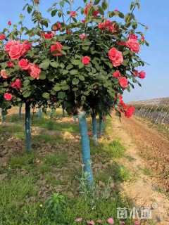 高度150厘米月季