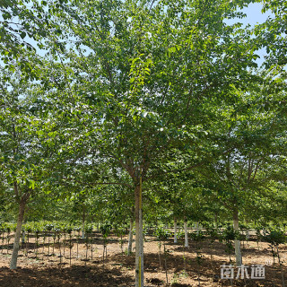 10公分染井吉野樱