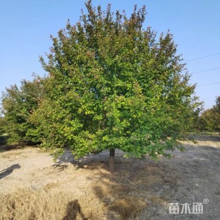 15公分绚丽海棠