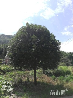 15公分桂花