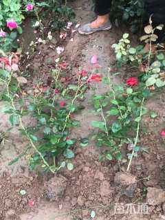 高度42厘米卡罗拉月季