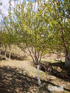 13公分紫叶稠李