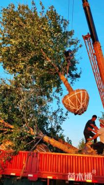 15公分秋紫白蜡