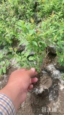 高度35厘米绣线菊