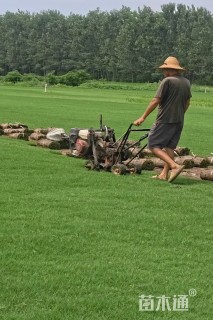 草卷状百慕大草