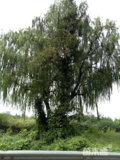 100公分垂柳