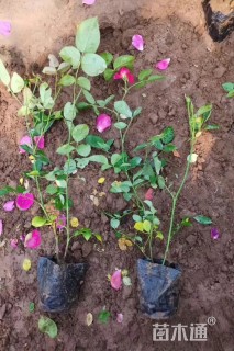 高度30厘米丰花月季