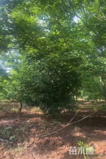 高度300厘米丛生桂花