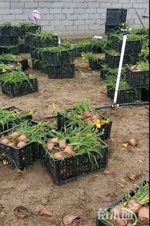 高度35厘米德国鸢尾