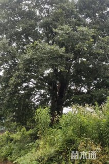 50公分朴树