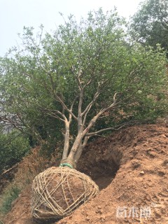 高度500厘米香橼