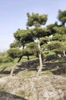 18公分造型黑松