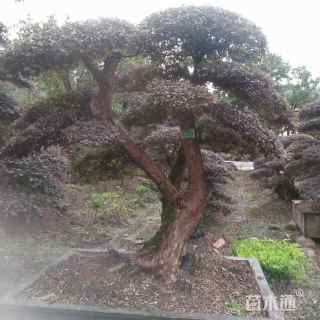 30公分造型红花继木桩
