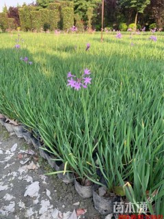 高度30厘米紫娇花