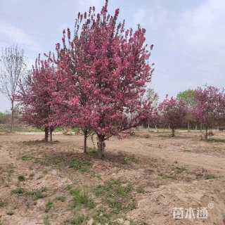 15公分绚丽海棠