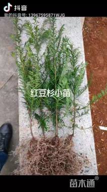 8公分南方红豆杉