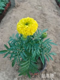 高度20厘米万寿菊